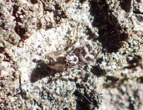Réf. 273 254 : Salticus sp.
